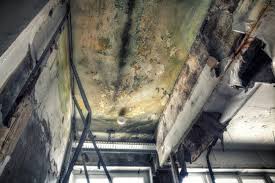 Reliable Washingtonville, NY Mold Removal & Remediation Solutions